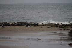 DSC06602.jpg