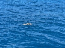 IMG_3575