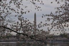 Cherry Blossoms